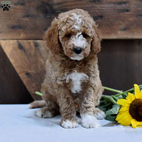 Diane, Mini Labradoodle Puppy